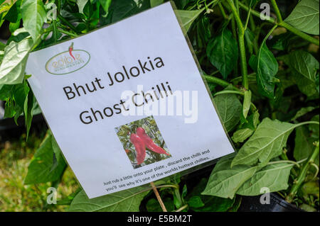 Bushey, Hertfordshire, Royaume-Uni, 27 juillet 2014 - La Fiesta 2014 Chili Hertfordshire Awesome a attiré les visiteurs épris de chili. Présenté : Ghost chilis au ornements comestibles, wc séparés. Crédit : Stephen Chung/Alamy Live News Banque D'Images