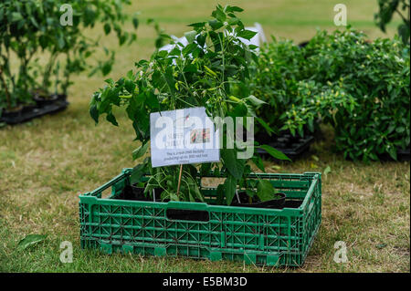 Bushey, Hertfordshire, Royaume-Uni, 27 juillet 2014 - La Fiesta 2014 Chili Hertfordshire Awesome a attiré les visiteurs épris de chili. Présenté : un plant de piment à l'Ornements comestibles, wc séparés. Crédit : Stephen Chung/Alamy Live News Banque D'Images