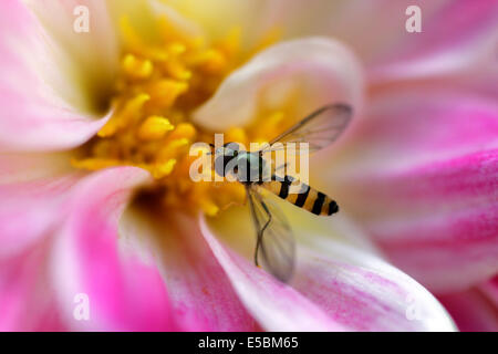 Hoverfly close-up : appelé aussi fleur de mouches ou syrphes, hoverflies composent la famille des Syrphidae Banque D'Images