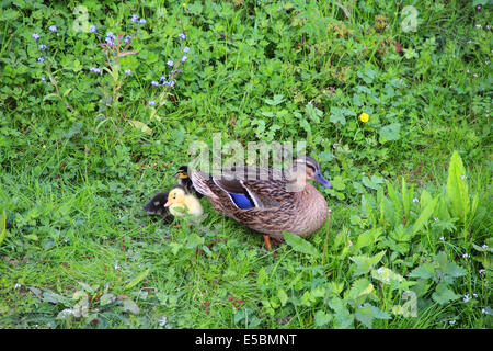 Belle-mère et les canetons canard assis sur l'herbe verte fraîche Banque D'Images