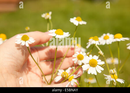 Womens hand holding camomille Banque D'Images