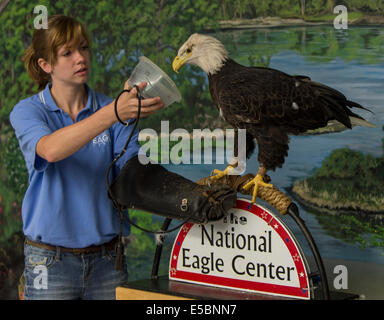 Wabasha, Minnesota, USA. 26 juillet, 2014. MCKENNA SHAFFER, stagiaire au Centre d'Aigle National, propose des poissons à un pygargue à tête blanche. Accueil à cinq a secouru les aigles, les 15 000 pieds carrés le centre d'interprétation sur les rives de la rivière Mississippi, enseigne la biologie, l'écologie et l'histoire naturelle de l'aigle royal et le pygargue à tête par les expositions et les programmes de tous les jours, vivre eagle. © Brian Cahn/ZUMA/Alamy Fil Live News Banque D'Images