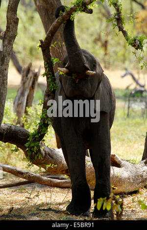 Les éléphants dans et autour d'une salle de camping à Savuti Botswana, jeune tronc atteignant jusqu'manger une branche juteux Banque D'Images