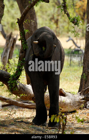 Les éléphants dans et autour d'une salle de camping à Savuti Botswana, jeune manger une branche juteux Banque D'Images