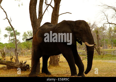 Les éléphants dans et autour d'une salle de camping à Savuti Botswana, c'est gratter une démangeaison avec un tronc d'arbre sur son dos Banque D'Images