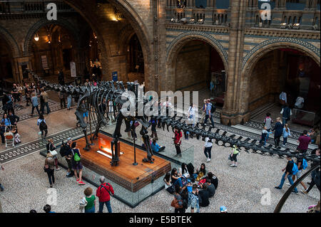 Squelette de dinosaure Diplodocus carnegii, Jurrassic supérieur, Formation de Morrison, en Amérique du Nord, le Wyoming, Londres, GB Banque D'Images