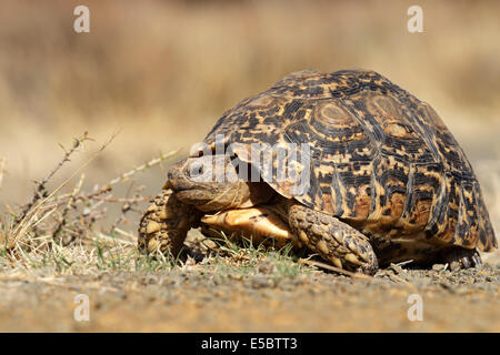 Leopard ou la montagne (Stigmochelys pardalis tortue), Afrique du Sud Banque D'Images