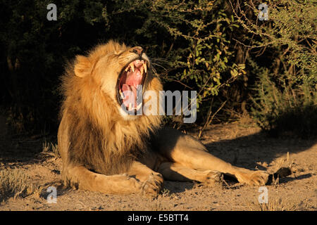 Grand mâle African lion (Panthera leo) le bâillement, Afrique du Sud Banque D'Images