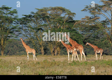 Rothschild rares girafes (Giraffa camelopardalis rothschildi), Parc national du lac Nakuru, Kenya Banque D'Images