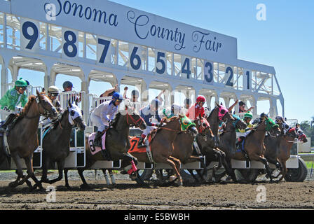 Santa Rosa, Californie, USA. 26 juillet, 2014. Thourbread chevaux pause de la barrière de départ dans la 5e course de la foire du comté de Sonoma sur Saturlday. Credit : Bob Kreisel/Alamy Live News Banque D'Images