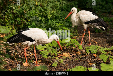 Couple de cigognes blanches sur la clairière Banque D'Images