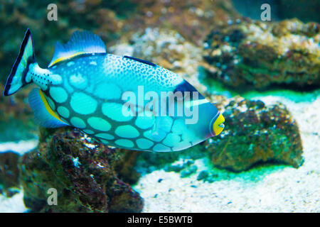 Poissons d'eau salée - Balistes Clown Balistoides conspicillum - Banque D'Images