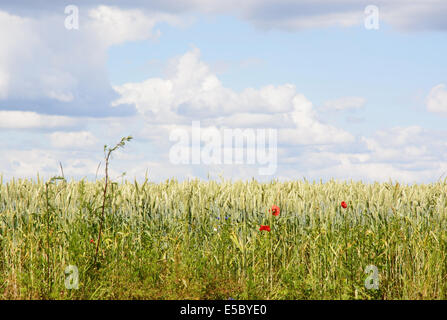 Champ de maïs et rouge coquelicots, sud de la Suède en juin. Banque D'Images