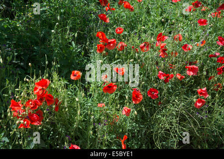 Des coquelicots sauvages dans l'herbe, le sud de la Suède en juin. Banque D'Images