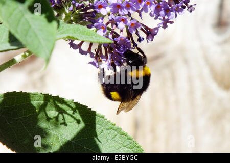 Bourdon sur buddleia Banque D'Images