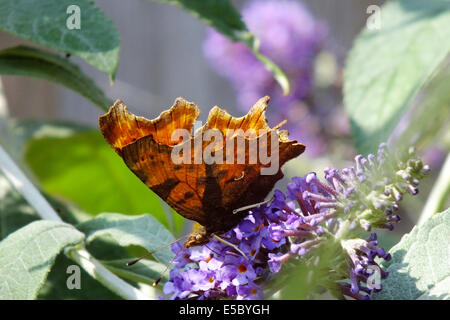 Virgule sur buddleia Banque D'Images