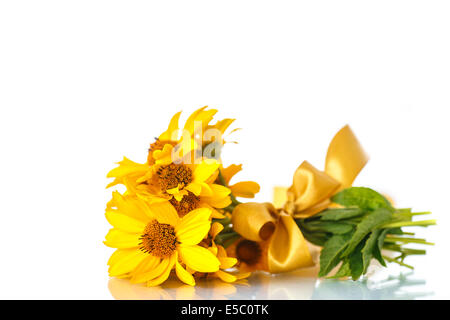 Floraison de marguerites jaunes sur fond blanc Banque D'Images