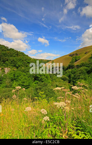 Miller's Dale Monsal du sentier, Derbyshire, Peak District National Park, Angleterre, Royaume-Uni. Banque D'Images