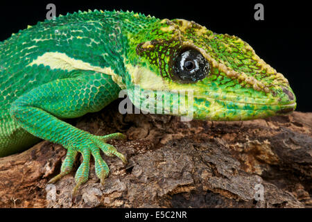 Anole chevalier cubain / Anolis equestris Banque D'Images