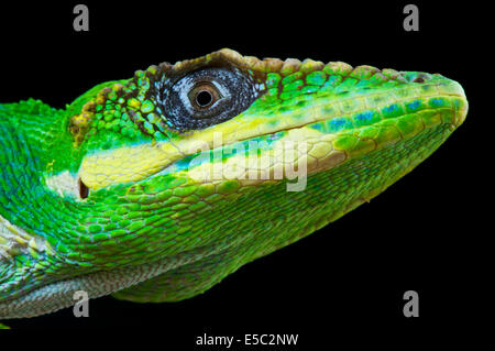 Anolis equestris Anole chevalier / Banque D'Images