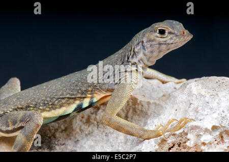 Une plus grande earless lizard / Cophosaurus texanus Banque D'Images