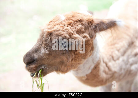 Vue d'un lama mange de l'herbe sur un jour nuageux. Banque D'Images