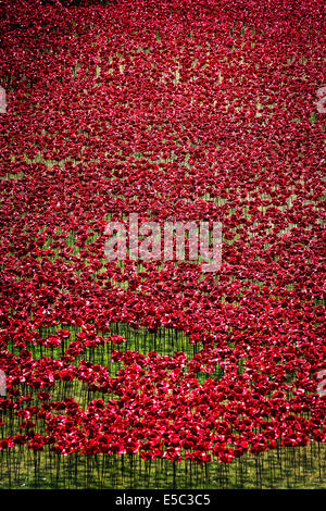 26 Juillet 2014 : coquelicots en céramique plantés dans le fossé sec à la Tour de Londres dans le cadre d'une installation artistique majeur intitulé Blood a balayé les terres et les mers de rouge.' Photographe : Gordon 1928/Alamy Live News Banque D'Images