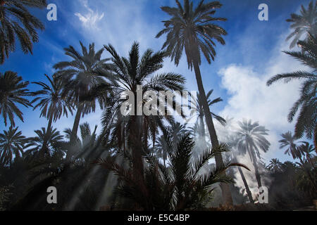 Date Palm arbres dans la plus grande oasis de Tozeur en Tunisie Banque D'Images