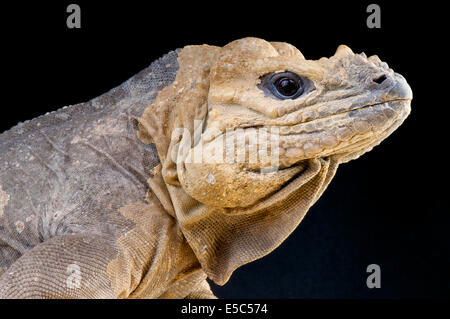 Iguane rhinocéros / Cyclura cornuta Banque D'Images