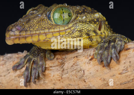 Green-eyed Gekko gecko / smithii Banque D'Images