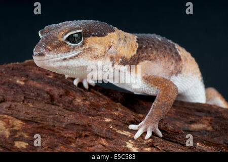 Gecko à queue grasse / Hemitheconyx caudicinctus Banque D'Images