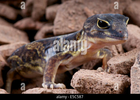 Gecko africaine à griffes / Holodactylus africanus Banque D'Images