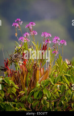 Bromelia floraison au-dessus de la forêt vierge dans le parc national de Soberania, République du Panama. Banque D'Images