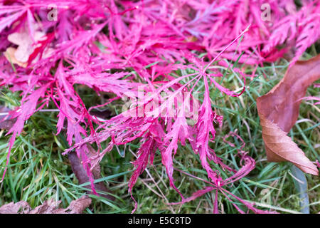 Acer palmatum atropurpuruem en automne Banque D'Images