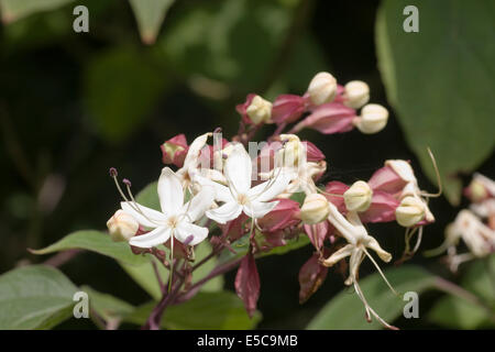 Clerodendrum trichotomum fleurs d'un harlequin glorybower (, glorytree, le beurre d'arbre) Banque D'Images