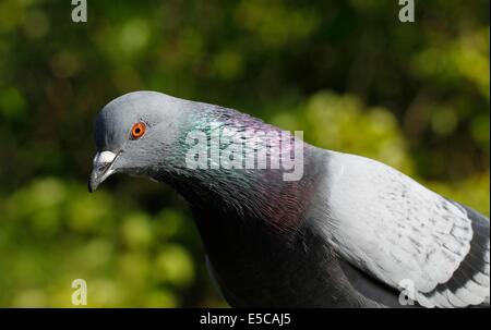 Pigeon domestique (Columba livia domestica) dans l'île de Seurasaari à Helsinki, en Finlande. Banque D'Images