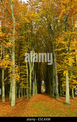 Chemin à travers les arbres dans une forêt en automne avec les couleurs des feuilles tombées sur le sol. Banque D'Images