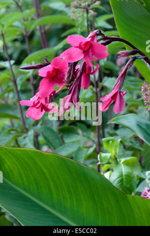 Fleurs roses strident du géant, feuilles de bananier, vivaces Canna x iridiflora 'Ehemanii» Banque D'Images