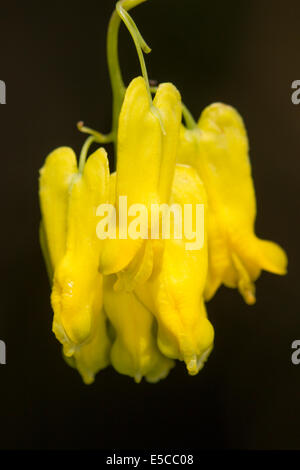 Les fleurs de l'escalade, au coeur tendre (Dactylicapnos Dicentra scandens) Banque D'Images