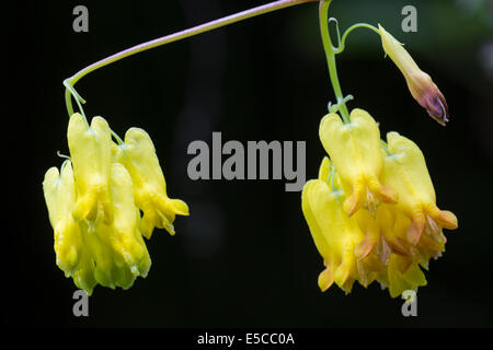 Les fleurs de l'escalade, au coeur tendre (Dactylicapnos Dicentra scandens) Banque D'Images