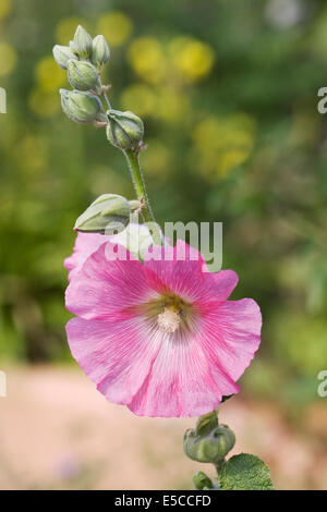 Alcea rosea. Rose Trémière rose dans le jardin. Banque D'Images