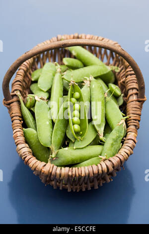 Pisum sativum. Pois fraîchement cueillis dans un panier. Banque D'Images