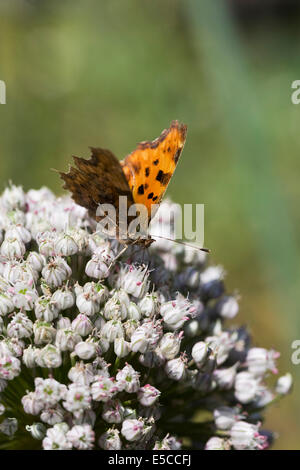 Polygonia c-album. Virgule papillon sur un allium flowerhead. Banque D'Images