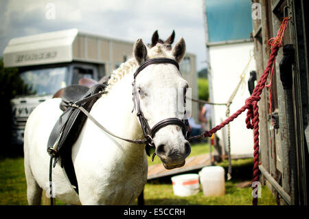 Cheval blanc attaché à un camion Banque D'Images