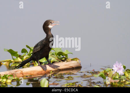 Peu d'aigrettes avec de l'eau fleur jacinthe.(Phalacrocorax niger).Kerala Backwaters, Inde Banque D'Images