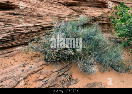 Plantes du Désert au printemps, Glen Canyon, Arizona Banque D'Images