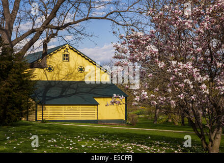 Historique Mascot Roller Mills Barn américain et Magnolia en pleine floraison dans le pays amish du comté de Lancaster, Pennsylvanie, Pa, États-Unis, États-Unis Banque D'Images