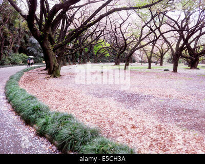 Jardin National de Shinjuku Gyoen pendant cherry blossom in Tokyo Japon 2014 Banque D'Images