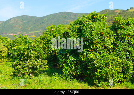 Orange Grove, Serra de Monchique, Algarve, Portugal, Europe Banque D'Images