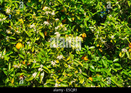 Orange Grove, Serra de Monchique, Algarve, Portugal, Europe Banque D'Images